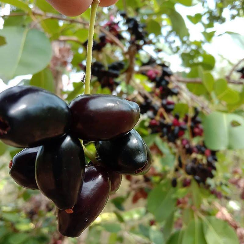 Bibit Jamblang Hitam/ Juwet Hitam/ Tanaman Juwet Hitam