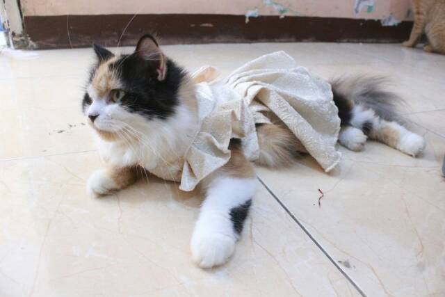 Dress sparkling cream lucu blink-blink untuk kucing dan anjing size S M L XL