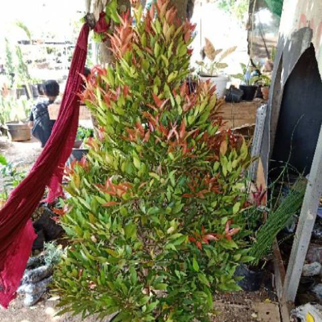 Pohon pucuk merah tinggi 1 meter | pucuk merah