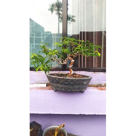 Bonsai Asem Jawa