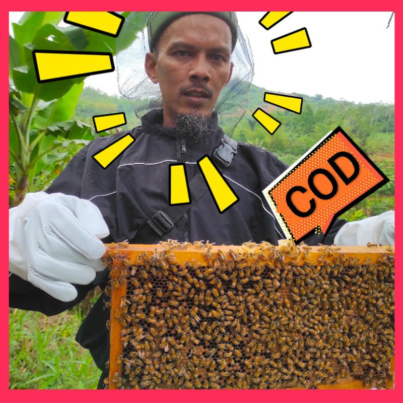 

Madu Mahal Lebah Ternak Melifera Nektar Multiflora 100% Murni Nektar
