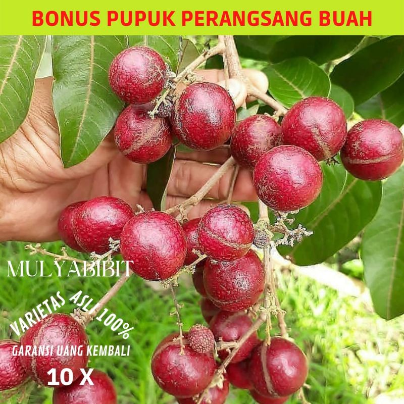 BIBIT KELENGKENG MERAH BATANG BESAR TINGGI 1M METER