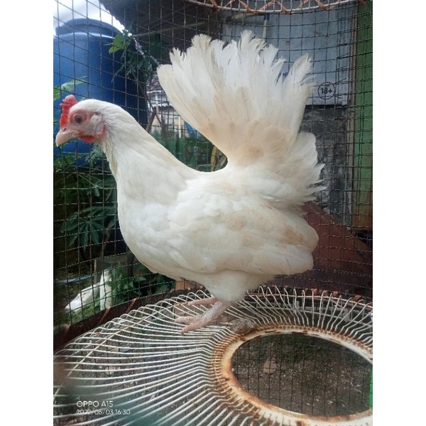 ayam kate putih indukan siap produksi