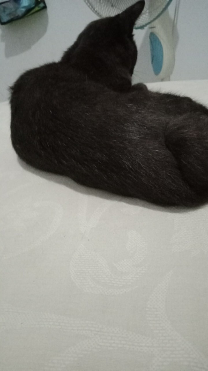 Best Seller Nampan Plastik No 2 Ukuran 23 Cm X 17 Cm X 4 Cm/wadah Saji Plastik