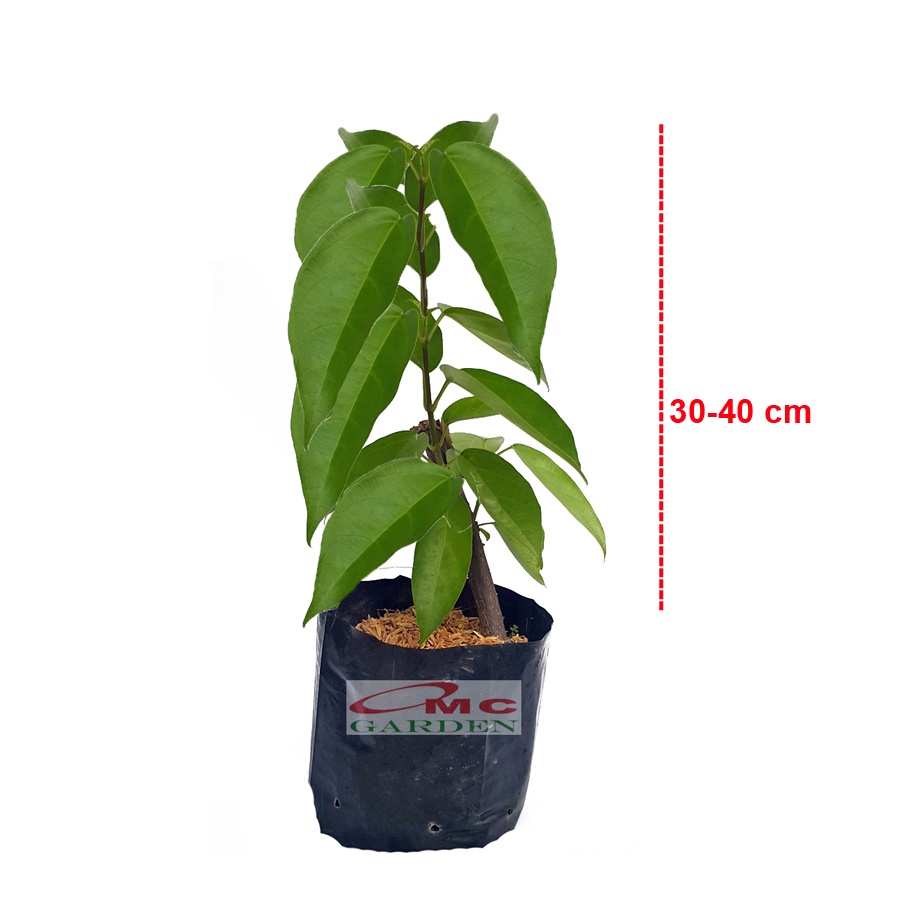 Bibit Akar Daun Cincau Hijau Tanaman Minuman Obat Herbal CH-B-3040