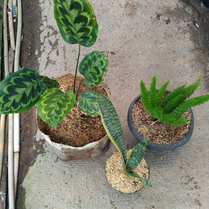 Paket hemat Tanaman hias indoor - Calathea merah - sansivera