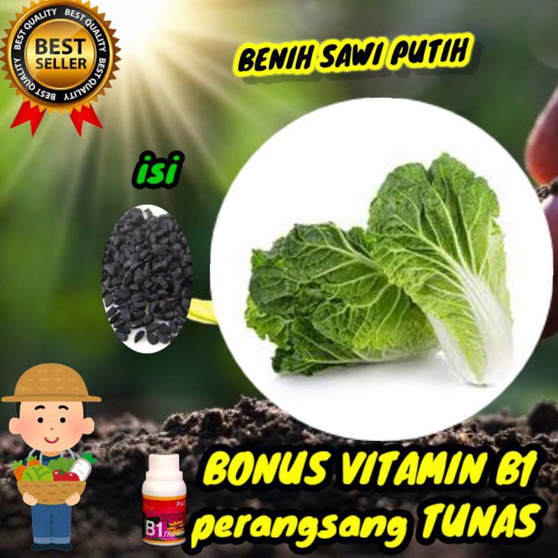 Benih Sawi Putih