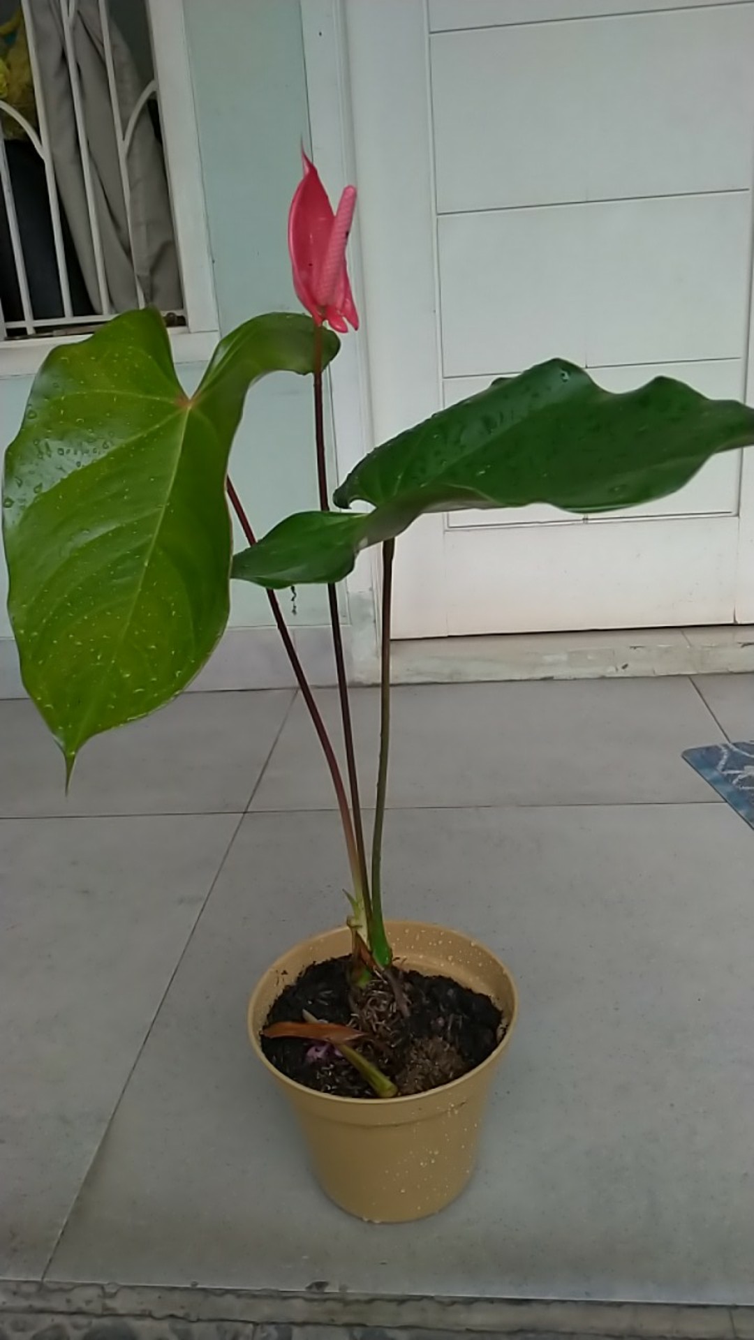 Tanaman Hias Anthurium Mini Mickey Mouse