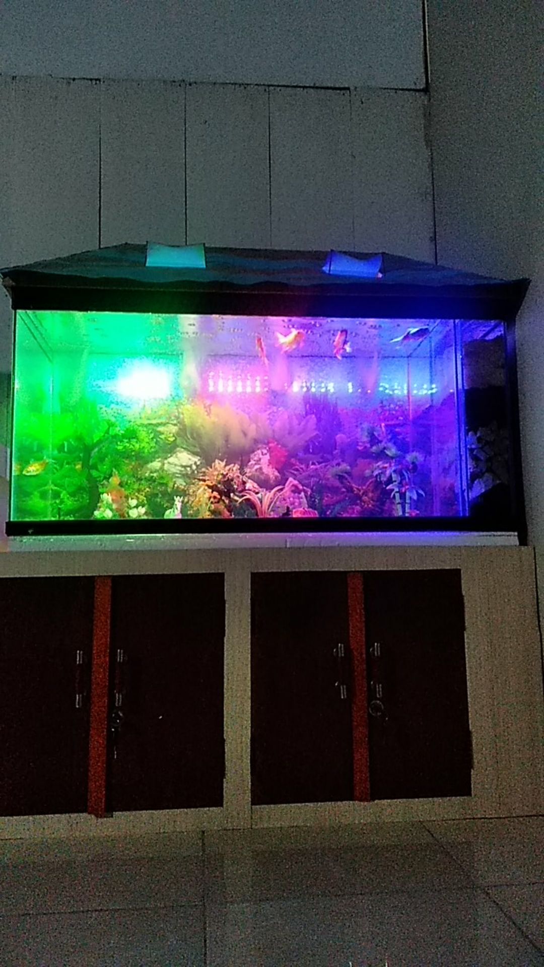 Daun Pakis Kering Warna Hijau