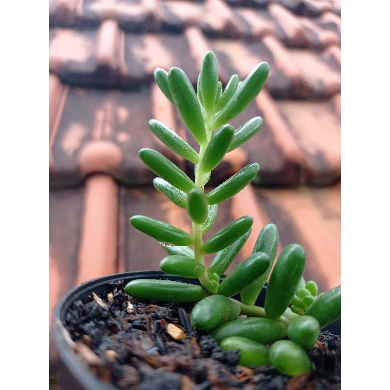 Sukulen - Succulent - Kaktus Jelly Bean Hijau