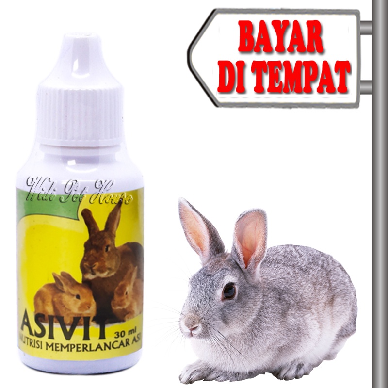Vitamin Menyusui Kelinci Pelancar Air Susu Asivit