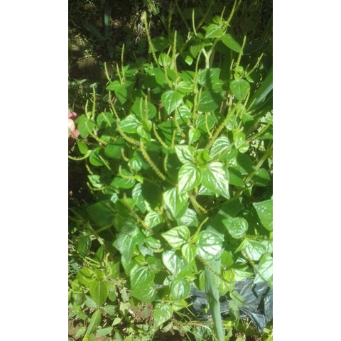 

sirih cina 500gram murah