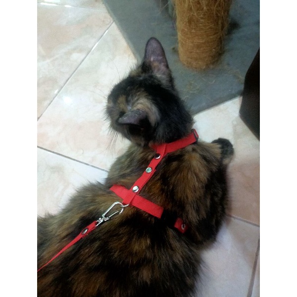 tali tuntun kucing / tali harness / tali kucing / tali tuntun anjing / tali anjing mini pom-pom / le