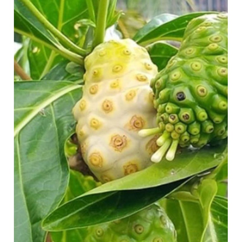 

Buah mengkudu segar herbal 1kg