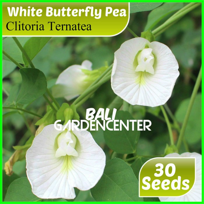 Isi 30 Benih Biji Bunga Telang Putih White Clitoria Ternatea Butterfly Pea Shopee Indonesia