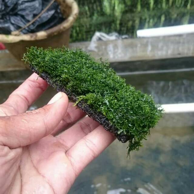 Moss ricardia lempeng