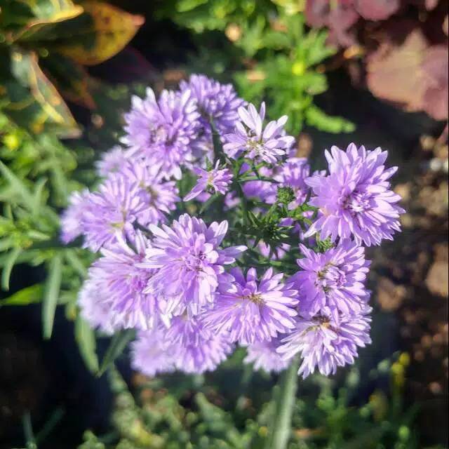 Bunga Aster Aster Pokok, peacoco ungu