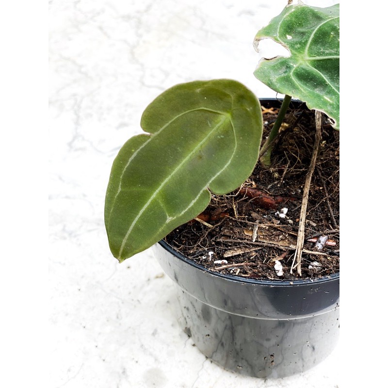 ANTHURIUM FORGETII ORI