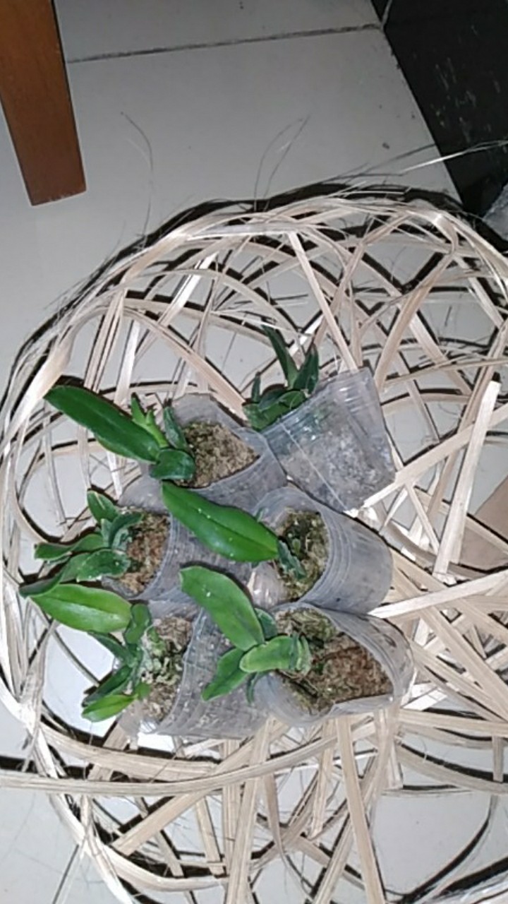 Sedling Anggrek Cattleya