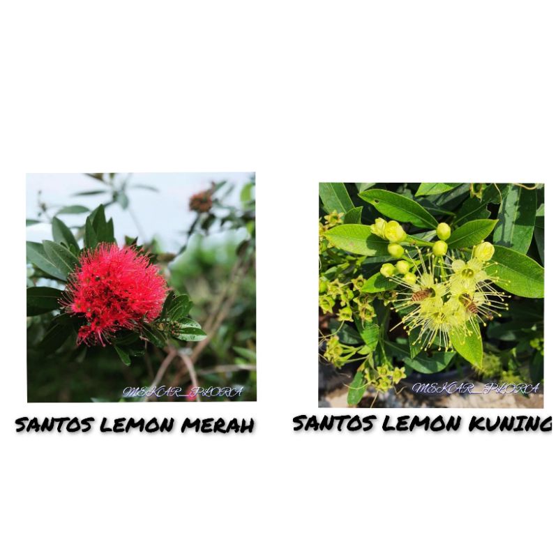 PAKET 10 Bunga Santos Lemon Kuning Merah / Bibit santos lemon 5 Kuning 5 Merah Tinggi 15-25CM / Tana