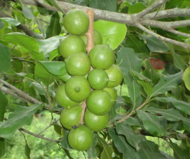 Bibit Tanaman Kacang Macadamia