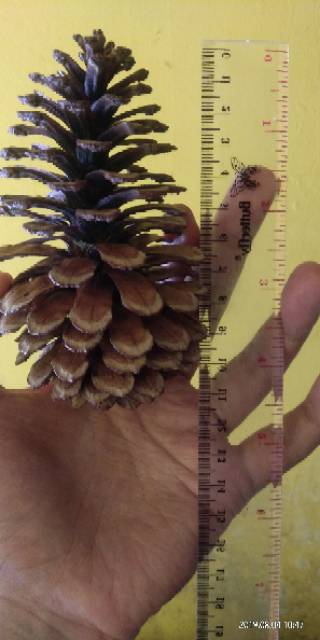 Bunga Pinus Kering Jumbo Mekar Pine Cones Rustic