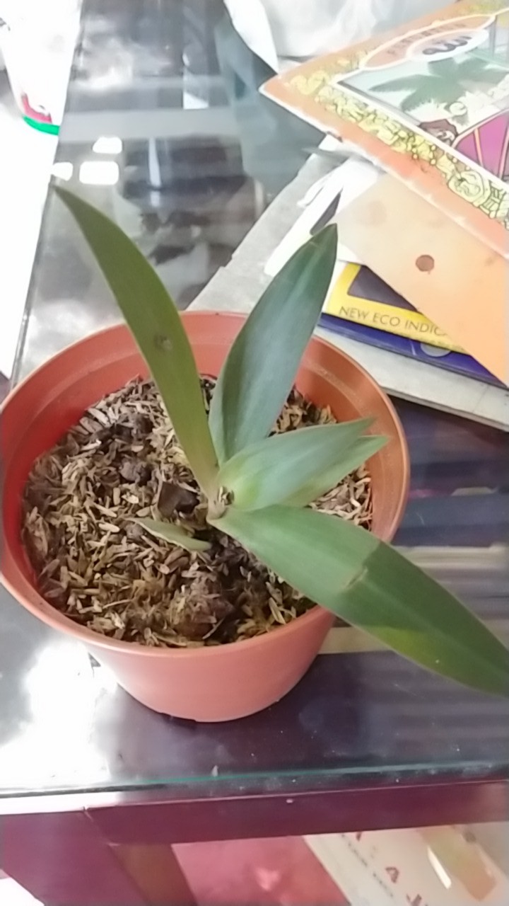 Tanaman Hias Paperomia Caperata Hijau