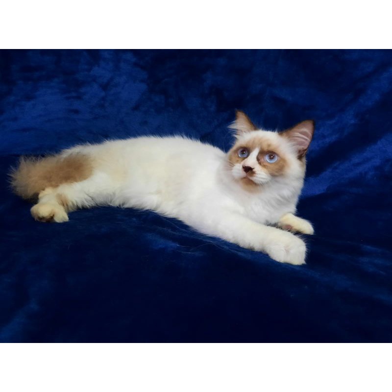 kucing ragdoll ragdol kitten jantan simetris bicolour