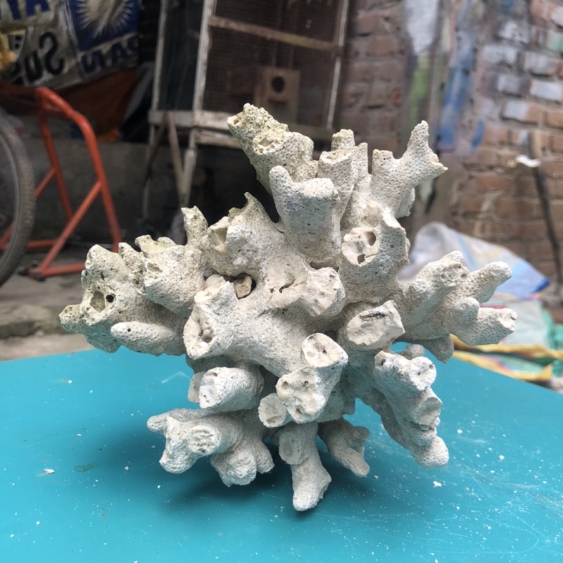 BATU KARANG TRUMBU KARANG CABANG/ HIASAN AQUARIUM/ ORNAMEN BATU KARANG LAUT ASLI/ RUMAH IKAN