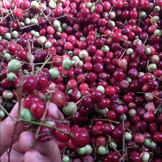 

biji daun salam bumbu banyak manfaat siap semai berkualitas