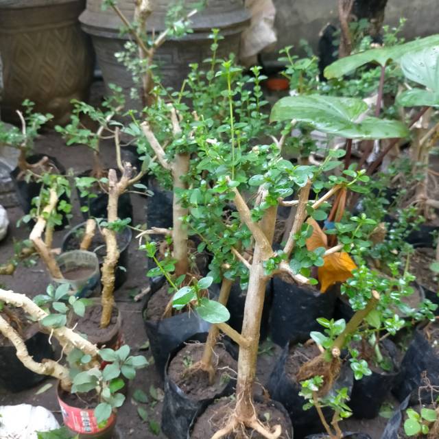 Bakalan bonsai serut