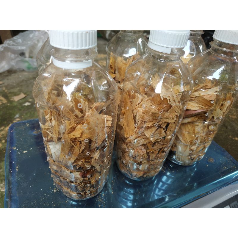 kecoa batu, katerlak, ceremenje, umpan pancing