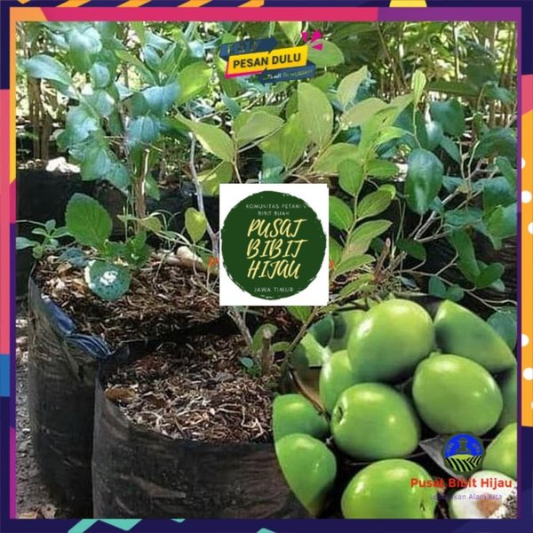 VIRAALLL 99 Bibit Tanaman Buah apel Putsa okulasi cepat berbuah NGETOP