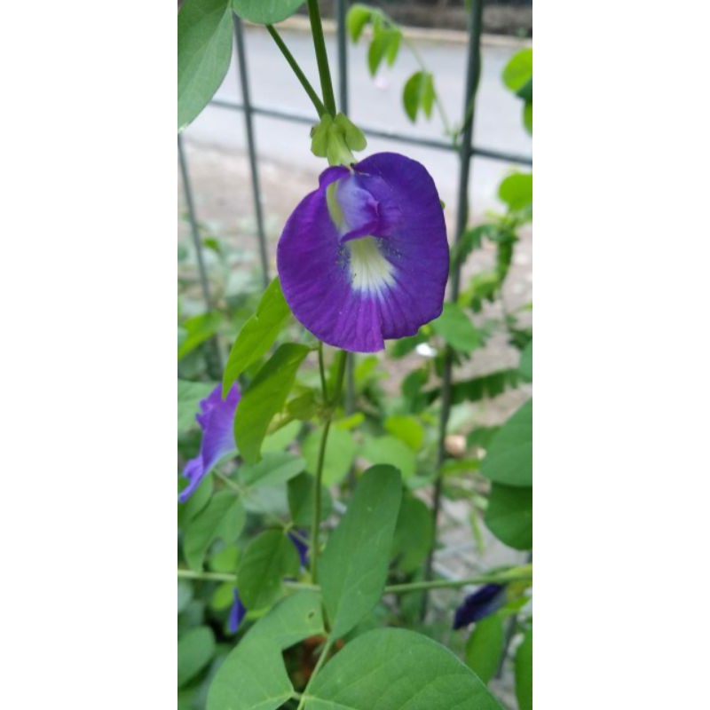 

Clitoria Ternatea ( Bunga Telang)