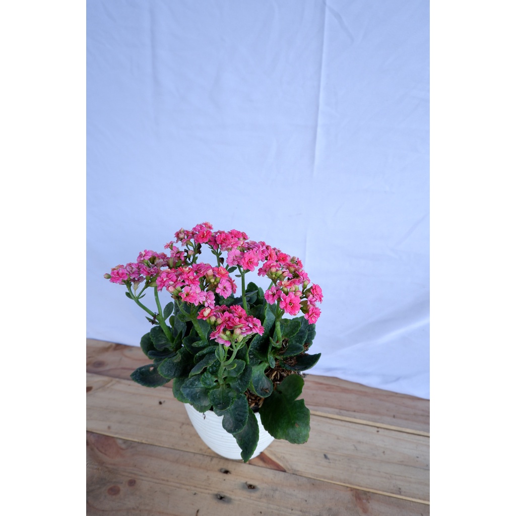 Bunga Caladiva / Calanchoe - Tanaman Hidup Dewasa