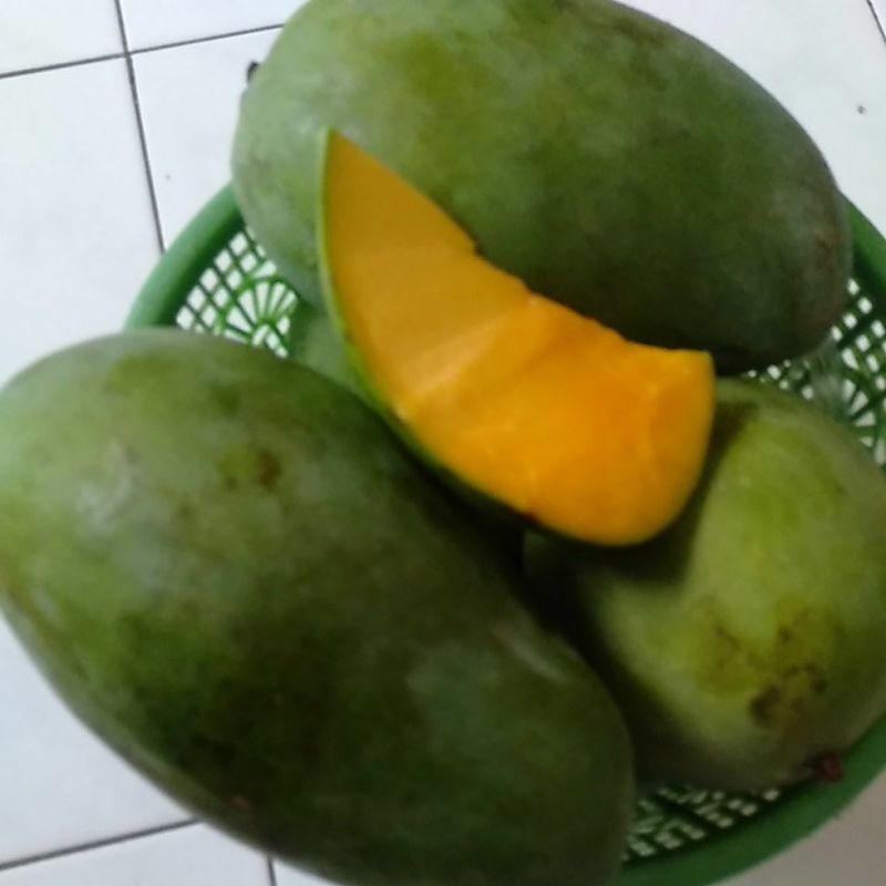 

Mangga Gadung sebanyak 3 kilogram