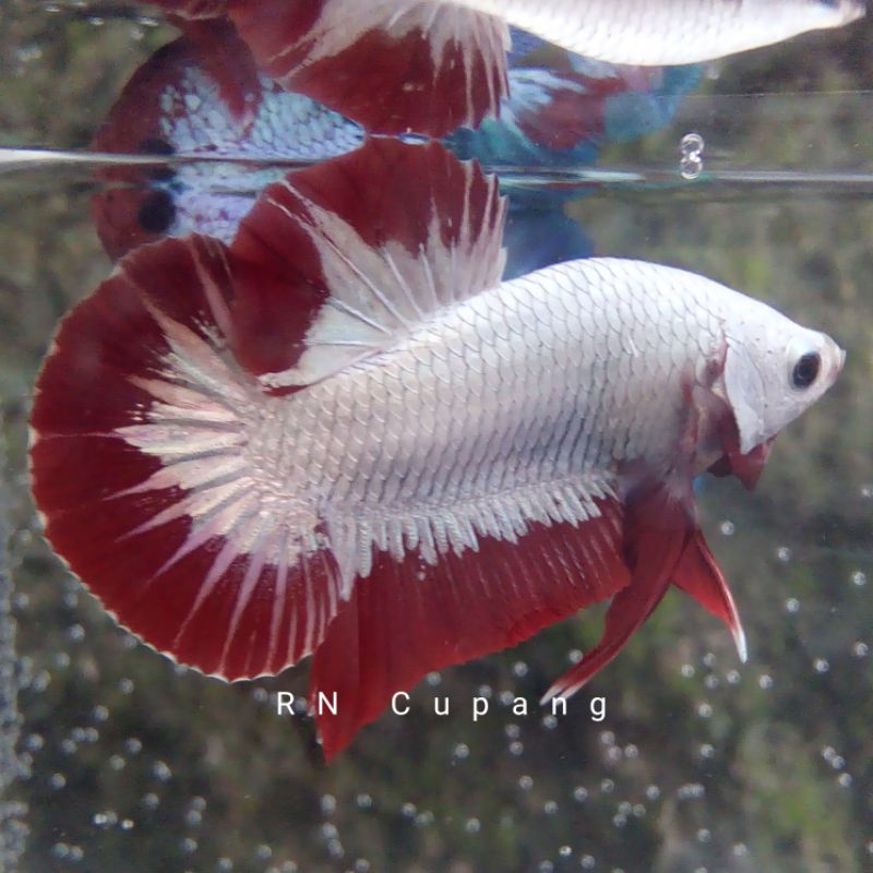 Cupang Plakat Red Dragon Jantan Betina