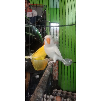 lovebird albino mata hitam