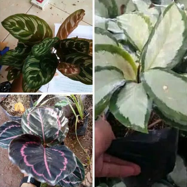 Paket 3 Tanaman Hias Calathea-Tanaman Hias Calathea Black Lipstik