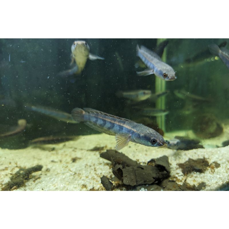 Red Maru Barito 9-10cm Sortiran Bar Rapi