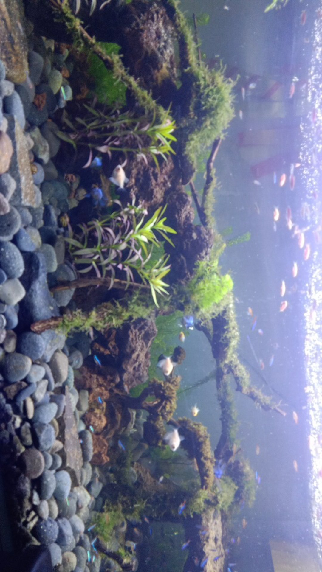 Glowlight Tetra Neon Api