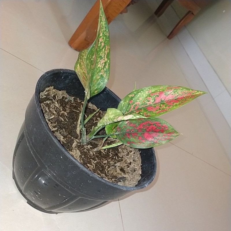 per pot aglonema Venus /aglonema Venus