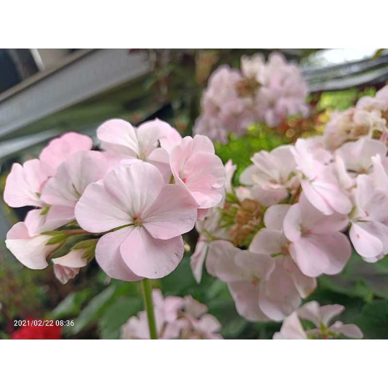 GERANIUM (Merah & pink )