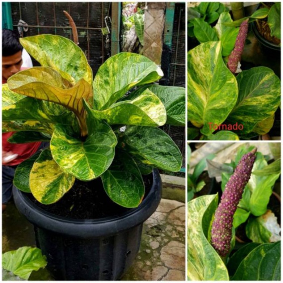 Promo Biji jemani mangkok tornado varigata Limited