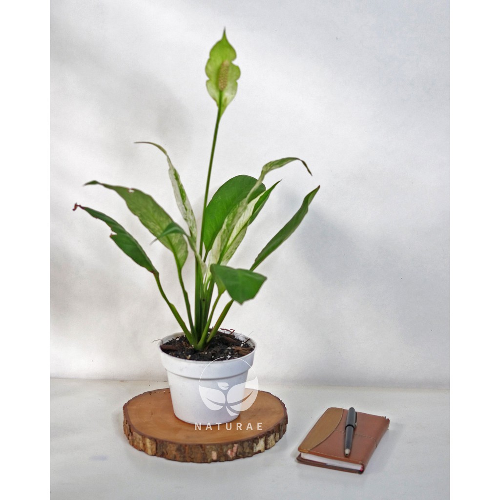 Peace Lily Variegata