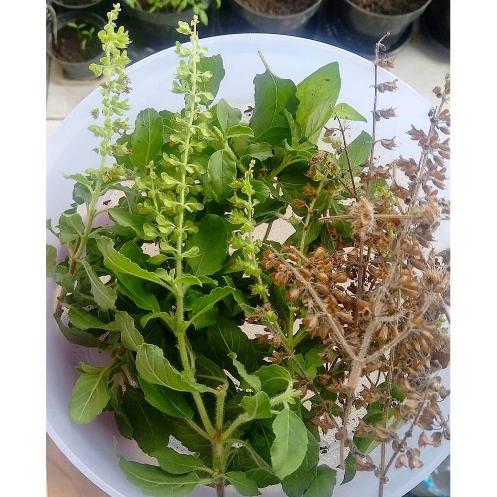 BIBIT POHON DAUN RUKU RUKU / LAMPES/KEMANGI HUTAN/HOLY BASIL