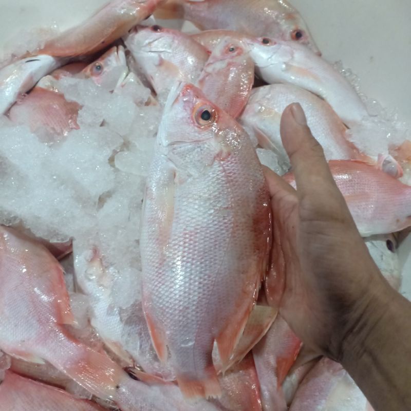 

ikan kakap segar ikan air laut ikan dari nelayan size 3-4 1kg