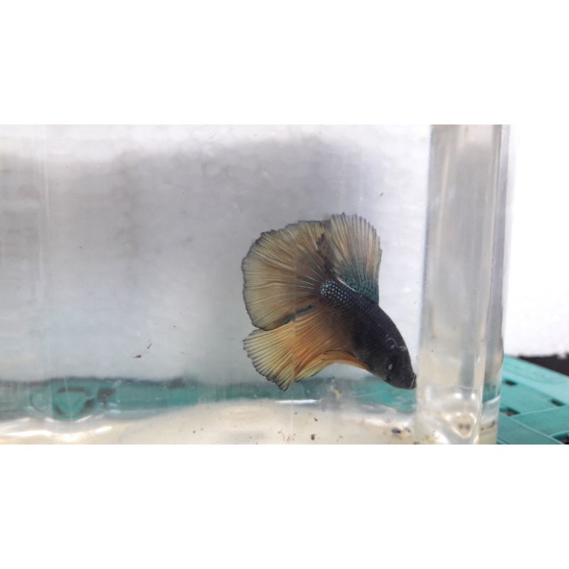 ikan cupang halfmoon