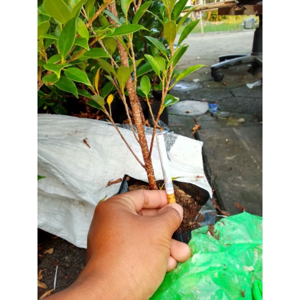 bibit beringin kimeng