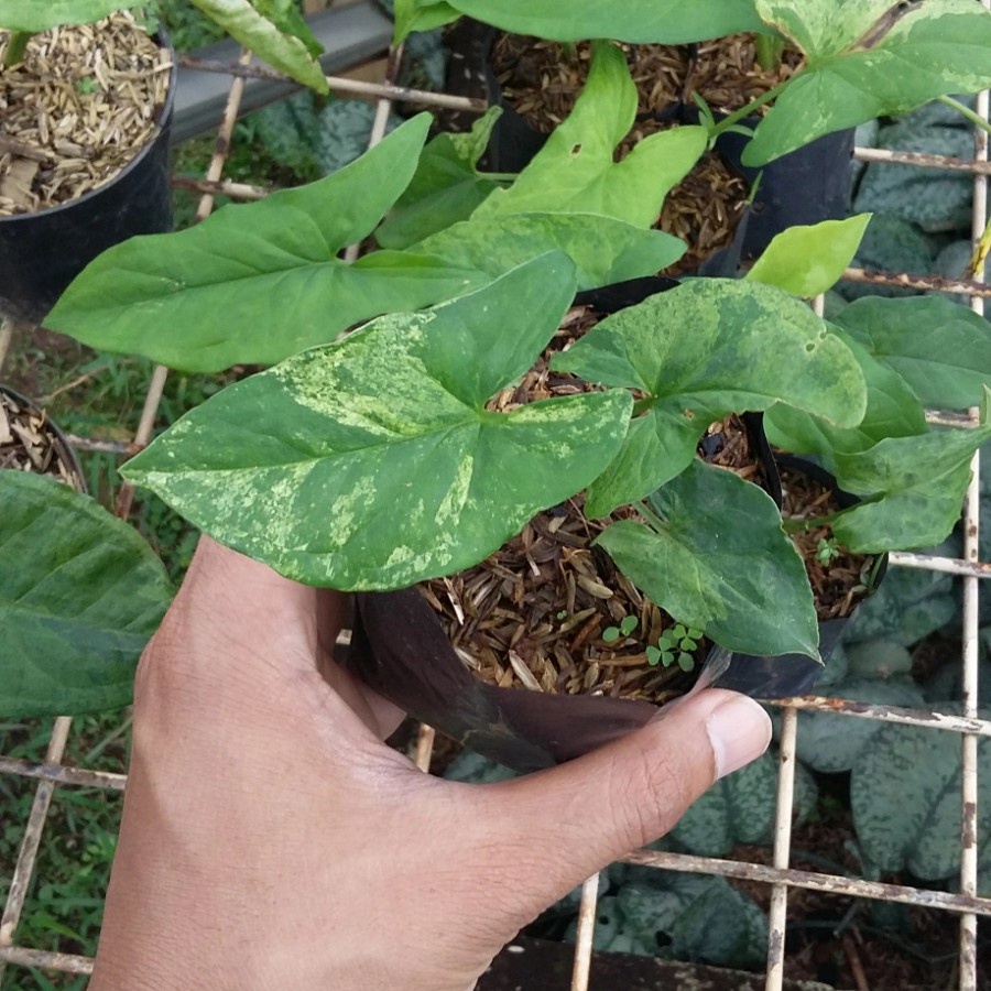 Tanaman Hias Singonium Mojito - Syngonium Mojito